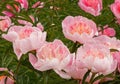 Pink peony flowers