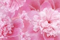 Pink peony  flowers  and petals peonies   Floral background.  Close-up. Royalty Free Stock Photo