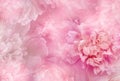 Pink   peony  flowers  and petals peonies   Floral background.  Close-up. Royalty Free Stock Photo