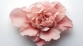 pink peony full bloom isolated Royalty Free Stock Photo