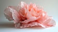 pink peony full bloom isolated Royalty Free Stock Photo