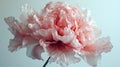 pink peony full bloom isolated Royalty Free Stock Photo