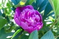 Pink peony in a garden on a sunny day Royalty Free Stock Photo