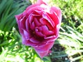 Pink Peony with a grass background