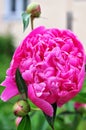 Pink peony on a green background. Blooming peony in the garden. Beautiful pink flower in green leaves. Royalty Free Stock Photo