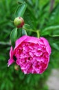 Pink peony on a green background. Blooming peony in the garden. Beautiful pink flower in green leaves. Royalty Free Stock Photo