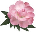 A pink peony with green leaves is isolated on a white background with clipping path. Closeup. For design. Royalty Free Stock Photo