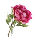 Pink peony isolated on white Royalty Free Stock Photo