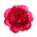 Pink peony isolated Royalty Free Stock Photo