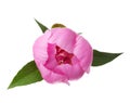 Pink peony isolated on white. Royalty Free Stock Photo