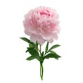 Pink peony isolated on white background Royalty Free Stock Photo