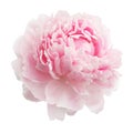 Pink peony isolated on white background