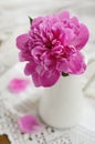 Pink peony in jug on vintage lace tablecloth Royalty Free Stock Photo