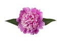 pink peony with leaves isolated on white background Royalty Free Stock Photo