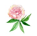 Pink peony with leaves isolated on white background, watercolor Royalty Free Stock Photo