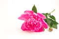 Pink peony with leaves on a white background, shallow depth of Royalty Free Stock Photo