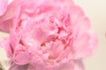 Pink peony on light background