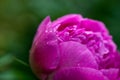 Pink peony Paeonia Officinalis flower close up shot, locals in Romania named it pentecostal rose