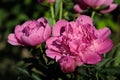 Pink peony paeony flower in the spring garden