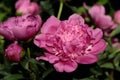 Pink peony paeony flower in the spring garden