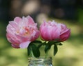 Pink Peony Pair in a Glass Jar Royalty Free Stock Photo