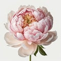 Pink Peony Perfection: A Delicate Beauty in Full Bloom