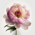 Pink Peony Perfection: A Delicate Beauty in Full Bloom