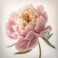 Pink Peony Perfection: A Delicate Beauty in Full Bloom