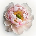 Pink Peony Perfection: A Delicate Beauty in Full Bloom