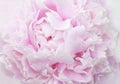 Pink peony petals close-up Royalty Free Stock Photo
