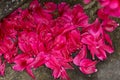 Pink peony petals have fallen, fell on the floor after a rain Royalty Free Stock Photo