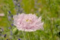 Pink peony poppy - apaver Paeoniflorum