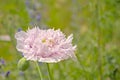 Pink peony poppy - papaver Paeoniflorum