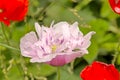 Pink peony poppy - apaver Paeoniflorum