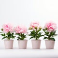 Pink Peony Pots: A Floral Masterpiece In The Style Of Tokina Opera 50mm F14 Ff Royalty Free Stock Photo
