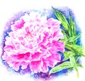 Pink peony reveals fragrant petals