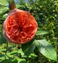 pink peony rose flowers with green leads