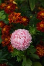 Pink peony-shaped aster among marigolds