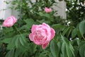 Pink peony splashed with water droplets in garden Royalty Free Stock Photo