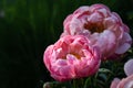 Pink peony in a sunbeam growing in a garden with a dark green background