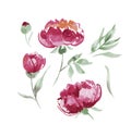 Pink peony watercolor flowers kit for design. Royalty Free Stock Photo