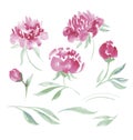 Pink peony watercolor flowers kit for design. Royalty Free Stock Photo