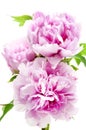 Pink Peony