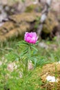 Pink peony wild flower peonies flowers peonie paeonia paeony peon garden wedding yellow bush purple blossom single peonia close up Royalty Free Stock Photo