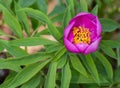 Pink peony wild flower peonies flowers peonie paeonia paeony peon garden wedding yellow bush purple blossom single peonia close up Royalty Free Stock Photo