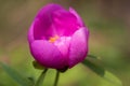 Pink peony wild flower peonies flowers peonie paeonia paeony peon garden wedding yellow bush purple blossom single peonia close up Royalty Free Stock Photo