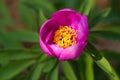 Pink peony wild flower peonies flowers peonie paeonia paeony peon garden wedding yellow bush purple blossom single peonia close up Royalty Free Stock Photo