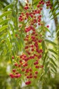 A pink pepper tree with peppercorns, Schinus molle also known as Peruvian pepper tree Royalty Free Stock Photo