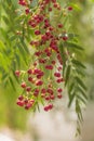 A pink pepper tree with peppercorns, Schinus molle also known as Peruvian pepper tree Royalty Free Stock Photo