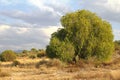 Pirul or Pink peppercorn tree II